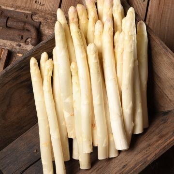 Asperges Argenteuil - Asparagus officinalis