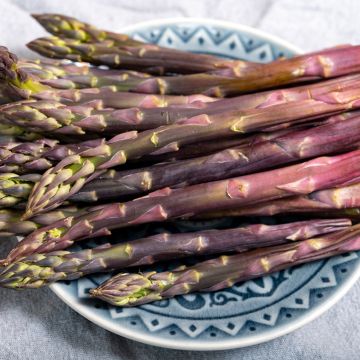 Asperge Rosalie en griffes (x 10) - Asparagus officinalis