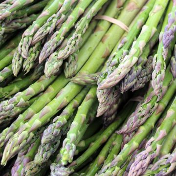 Asperges sélection Lima Verte - Asparagus officinalis