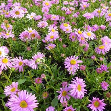 Aster alpinus Happy End - Aster des Alpes rose