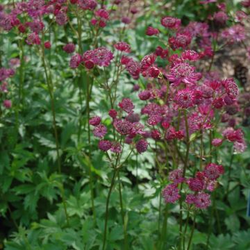 Astrance - Astrantia major Lars