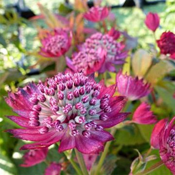 Astrance - Astrantia major Star of Treasure®