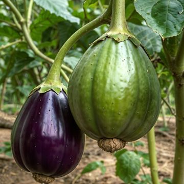 Aubergine Rotonda Bianca Sfumata Di Rosa AB - Ferme de Ste Marthe