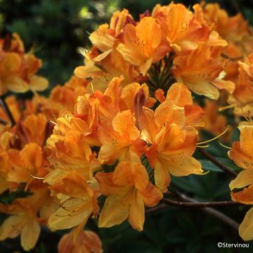 Azalée de Chine Mary Poppins - Rhododendron hybride  Knaphill - Exbury
