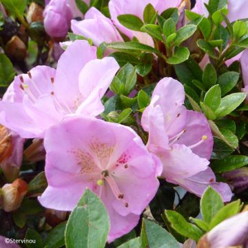 Azalée du Japon Blue Moon - Rhododendron hybride