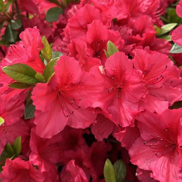 Azalée du Japon Vuyk's Scarlet - Rhododendron hybride.