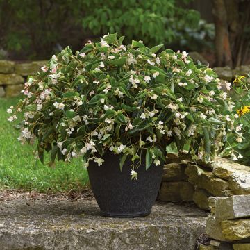 Bégonia Dragon Wing Red - Begonia semperflorens