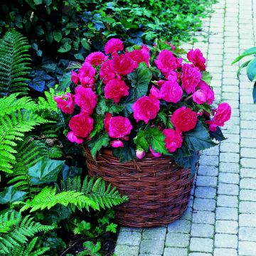 Begonia Grandiflora Picotee jaune rouge