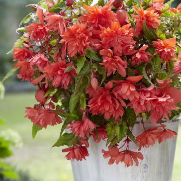 Begonia Pink Balcony - Begonia  retombant
