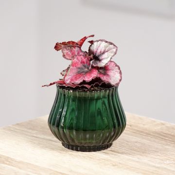 Begonia Rex Red Kiss