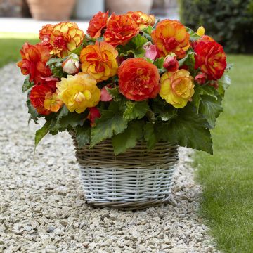 Begonia crispo marginata white/red