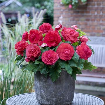 Begonia Grandiflora Rouge