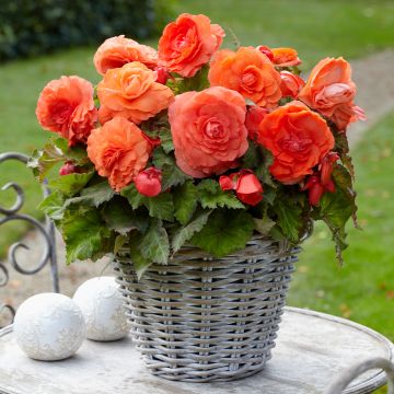 Begonia Grandiflora Rouge