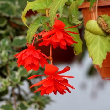 Begonia pendula Orange - Bégonia retombant