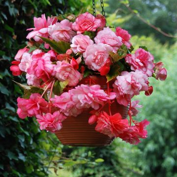 Begonia Pink Balcony - Begonia  retombant