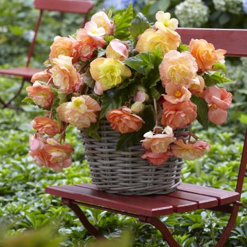 Begonia Pink Balcony - Begonia  retombant