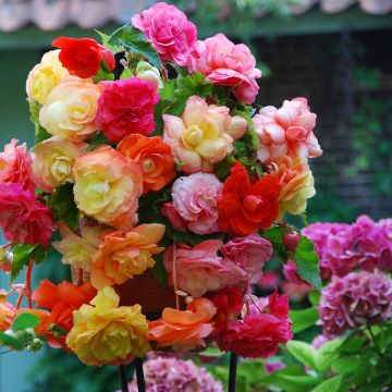 Begonia Pink Balcony - Begonia  retombant
