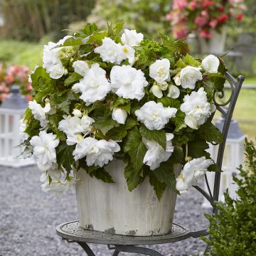 Begonia Grandiflora Picotee jaune rouge