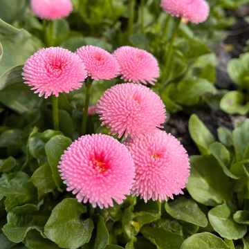 Pâquerette Bellastar Compact Rose - Bellis perennis