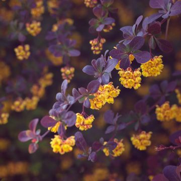 Berberis ottawensis Auricoma - Epine-vinette.