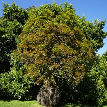 Brachychiton rupestris - Arbre-bouteille rupestre