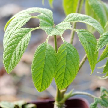 Brassaiopsis mitis Artic Jungle - Faux-aralia découpé