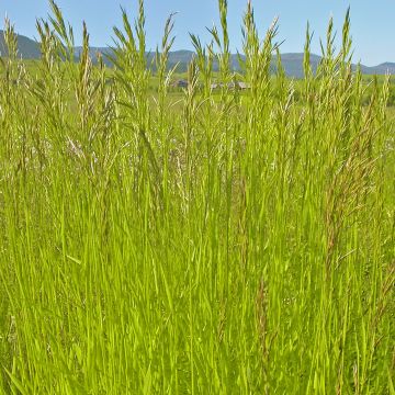 Brome - Bromus inermis Skinner s Gold