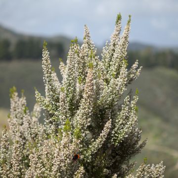 Bruyère arborescente Pink Joy - Erica arborea
