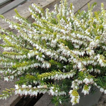 Erica x darleyensis Eva Gold - Bruyère d'hiver