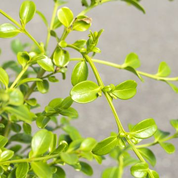 Buis - Buxus Betterbuxus Babylon Beauty