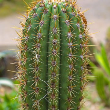 Cylindropuntia kleiniae - Opuntia ou oponce