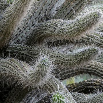 Cactus - Stetsonia coryne
