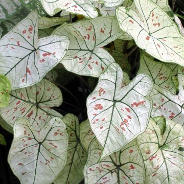 Caladium White Christmas