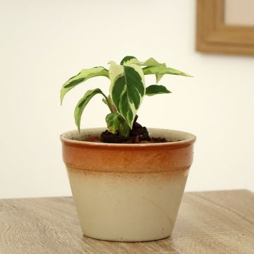 Calathea Fusion White