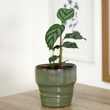 Ctenanthe oppenheimiana