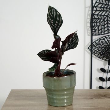 Calathea ornata