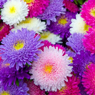 Reine Marguerite Princess en mélange