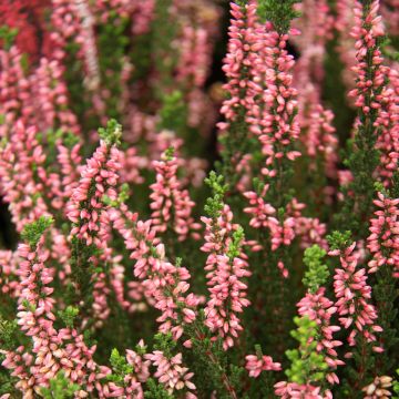 Bruyère d'été - Calluna Garden Girls® Gina