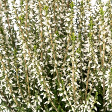 Bruyère d'été - Calluna Garden Girls® Gina