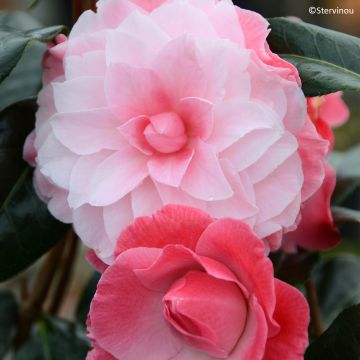 Camélia Buttons N Bows - Camellia x williamsii
