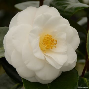 Camélia classique - Camellia Nuccio s Pearl