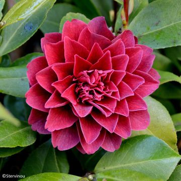 Camélia Roger Hall - Camellia japonica