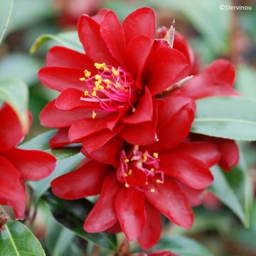 Camélia EG Waterhouse - Camellia (x) williamsii 