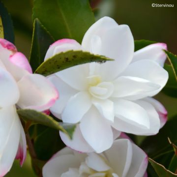 Camélia d'automne Versicolor - Camellia sasanqua 