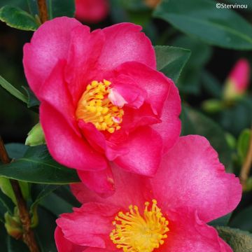 Camélia d'automne - Camellia sasanqua Yuletide
