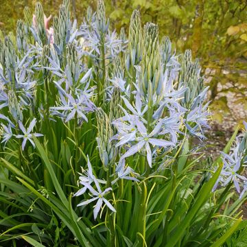 Camassia Leichtlinii Caerulea