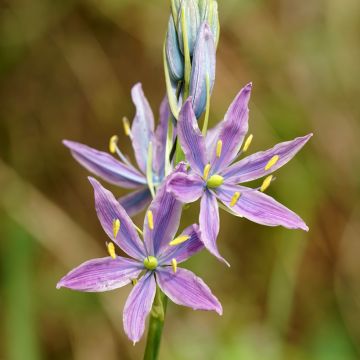 Camassia Leichtlinii Caerulea