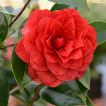 Camélia Roger Hall - Camellia japonica