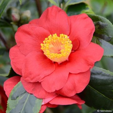 Camélia classique - Camellia Kerguelen