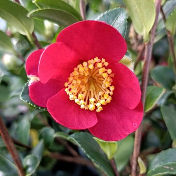 Camélia d'automne - Camellia sasanqua Yuletide